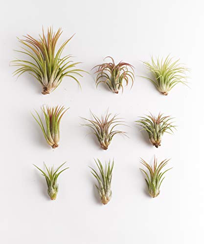 Shop Succulents | Live Air Plants Hand Selected Assorted Variety of Species, Tropical Houseplants for Home Décor and DIY Terrariums, 75-Pack, Mix - NbuFlowers