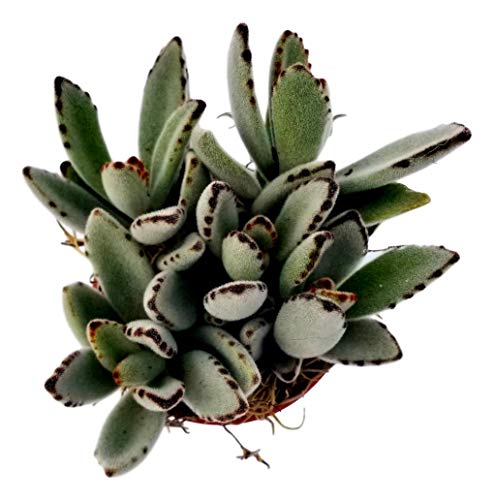 Fat Plants San Diego Succulent Plant(s) Fully Rooted in 4 inch Planter Pots with Soil - Real Live Potted Succulents/Unique Indoor Cactus Decor (1, Kalanchoe Panda Plant) - NbuFlowers