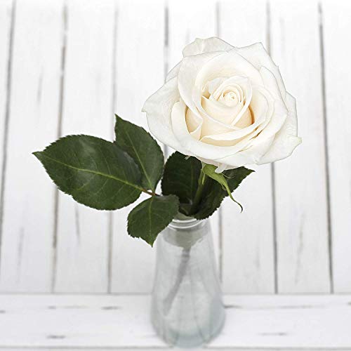 Greenchoice Flowers | 24 White Roses Fresh Cut Flowers | Fresh Bulk Flowers | Birthday Flowers | (2 Dozen) - 20 inch Long Stem Flower Cut Direct from Farm… - NbuFlowers