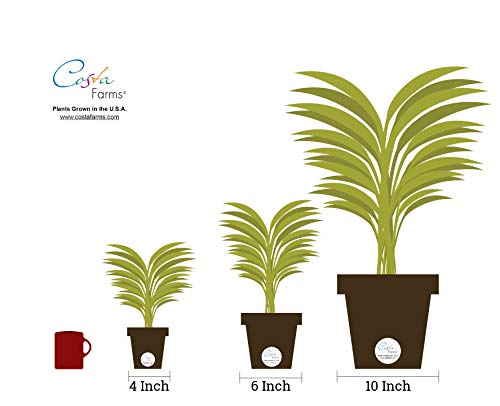 Costa Farms Clean Air 3-Pack O2 For You Live House Plant Collection, White Decor Planter, Green, Yellow - NbuFlowers