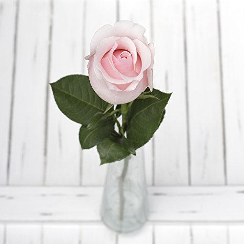 Greenchoice Flowers | 24 Light Pink Roses Fresh Cut Flowers | Fresh Bulk Flowers | Birthday Flowers | (2 Dozen) - 20 inch Long Stem Flower Cut Direct from Farm - NbuFlowers