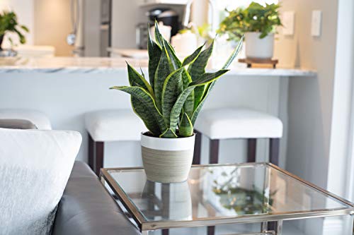 Costa Farms Snake, Sansevieria White-Natural Decor Planter Live Indoor Plant, 12-Inch Tall, Grower's Choice, Green, Yellow - NbuFlowers