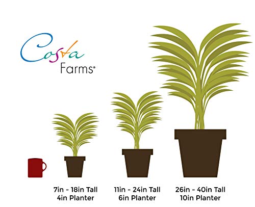 Costa Farms Sansevieria Snake Live Indoor Plant Fresh from Our Farm, 2-Feet Tall, Zeylanica, Green - NbuFlowers