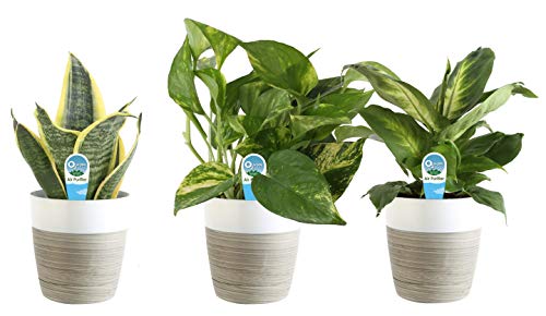 Costa Farms Clean Air 3-Pack O2 For You Live House Plant Collection, White Decor Planter, Green, Yellow - NbuFlowers