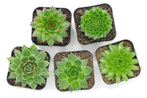 Succulent Plants | 5 Sempervivum Succulents | Rooted in Planter Pots with Soil | Real Live Indoor Plants | Gifts or Room Decor by Plants for Pets - NbuFlowers