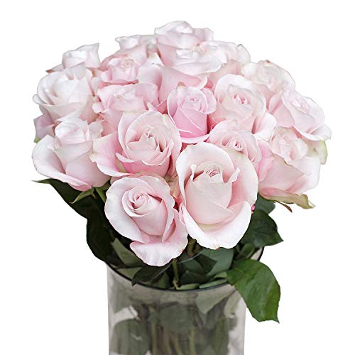 Greenchoice Flowers | 24 Light Pink Roses Fresh Cut Flowers | Fresh Bulk  Flowers | Birthday Flowers | (2 Dozen) - 20 inch Long Stem Flower Cut  Direct