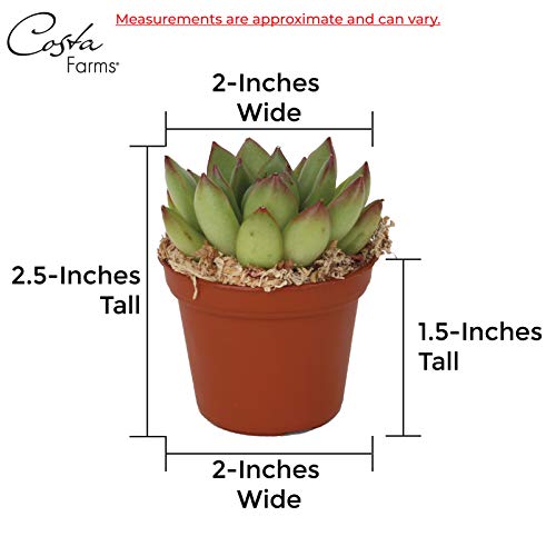 Costa Farms Mini Succulents Fully Rooted Live Indoor Plant, 2-Inch Choice, in Grower Pot, 25-Pack - NbuFlowers