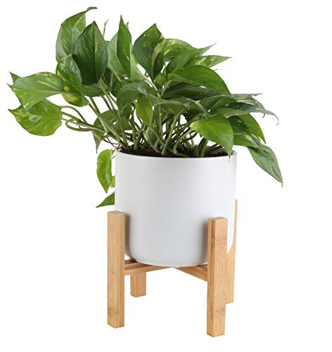 Costa Farms Easy Care Devil's Ivy Golden Pothos Live Indoor Plant, 10-Inches Tall, White Mid-Century Modern Planter - NbuFlowers