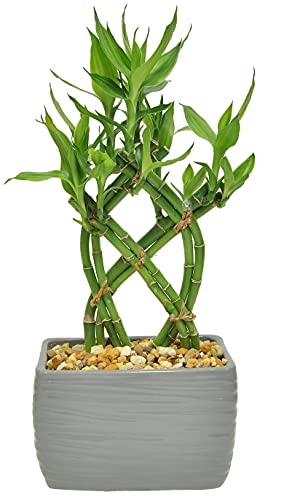 Costa Farms Lucky Bamboo Live Indoor Tabletop Plant in Modern Home Decor 5-inch Brown-Black Ceramic Planter - NbuFlowers