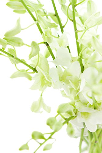 Fresh Cut Flowers - Dendrobium Orchids White - NbuFlowers