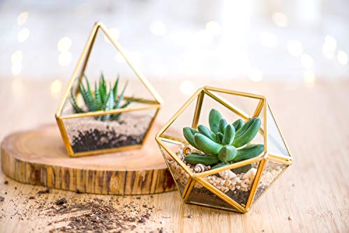Mkono 4 Inches Mini Glass Geometric Terrarium Container Set of 3 Modern Tabletop Planter Shelves Decor Display Box Centerpiece Gift for Succulent Miniature Fairy Garden, Gold (Plant Not Included) - NbuFlowers