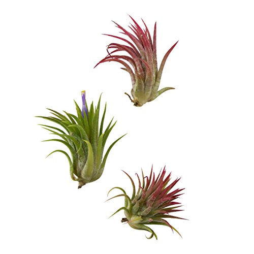 CTS Air Plants Assorted Tillandsia Ionantha(10 Pack)-Low-Maintenance House Plants for Indoor Decoration (10-Pack Assortment) - NbuFlowers