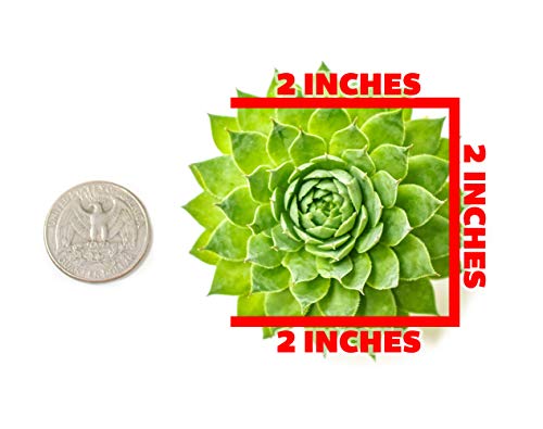 Succulent Plants | 5 Sempervivum Succulents | Rooted in Planter Pots with Soil | Real Live Indoor Plants | Gifts or Room Decor by Plants for Pets - NbuFlowers