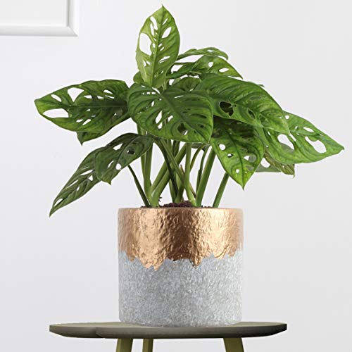 Costa Farms Live Indoor Trending Tropicals Little Swiss Monstera Plant, 12-Inch Tall, White Décor Pot - NbuFlowers