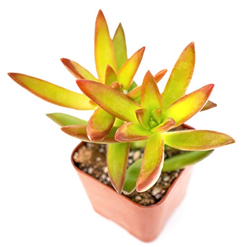 Succulent Plants (20 Pack) Fully Rooted in Planter Pots with Soil, Real Potted Succulents Plants Live Houseplants, Unique Indoor Cacti Mix, Cactus Decor by Plants for Pets - NbuFlowers