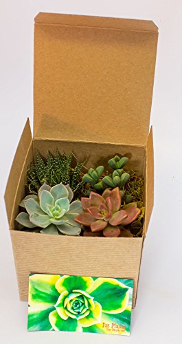 Fat Plants San Diego Miniature Living Succulent Plants in Plastic Planter Pots with Soil - NbuFlowers