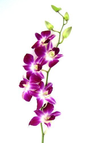Fresh Cut Flowers -Dendrobium Purple Orchids with Vase - NbuFlowers