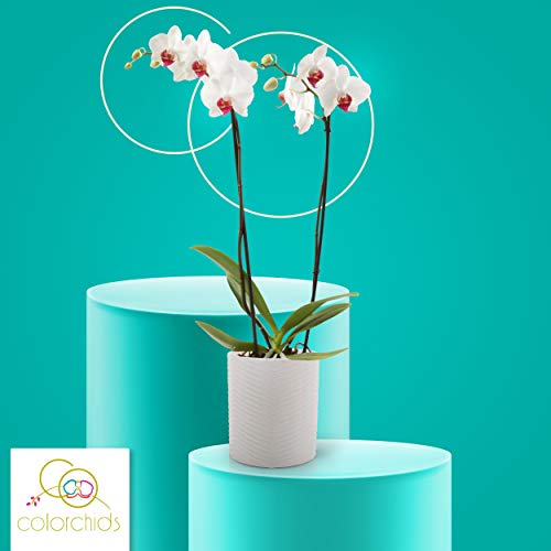 Color Orchids Live Blooming Double Stem Phalaenopsis Orchid Plant in Ceramic Pot, 20"- 24" Tall, White Red Lip Blooms - NbuFlowers