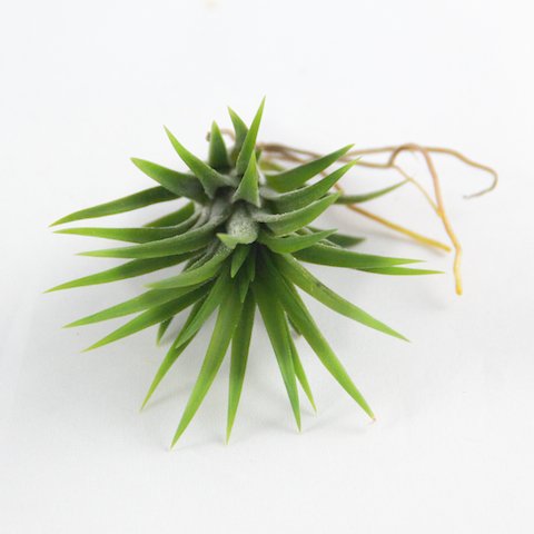 Air Plants - Ionantha Mexican - Set of 5 Air Plants - Colors Vary Throughout The Year - Fast Shipping - Tillandsia House Plants - Includes PDF E-Book By Jody James - NbuFlowers