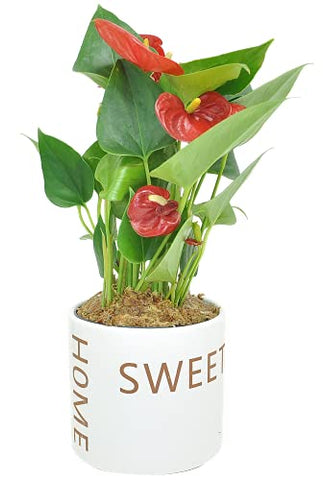 Costa Farms Live Anthurium Indoor Plant in Premium Sweet Home Planter, 10 Inches Tall, Gift - NbuFlowers