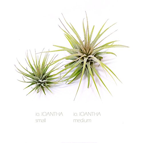 The Drunken Gnome AIR Plants – IONANTHA Small – 3 Pack - air Purifying Flowering Tillandsia for Terrarium, Fairy Garden Starter kit, Home Office, Indoor Outdoor, Corporate Gift (3 Small) - NbuFlowers