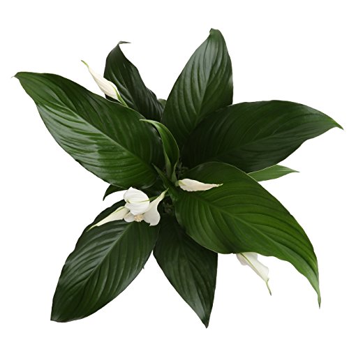 Costa Farms Spathiphyllum Peace Lily Live Indoor Plant in Premium Scheurich Ceramic Planter, 15-Inch, Gift - NbuFlowers