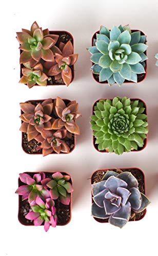 Shop Succulents | Assorted Collection | Variety Set of Hand Selected, Fully Rooted Live Indoor Succulent Plants, 6-Pack - NbuFlowers