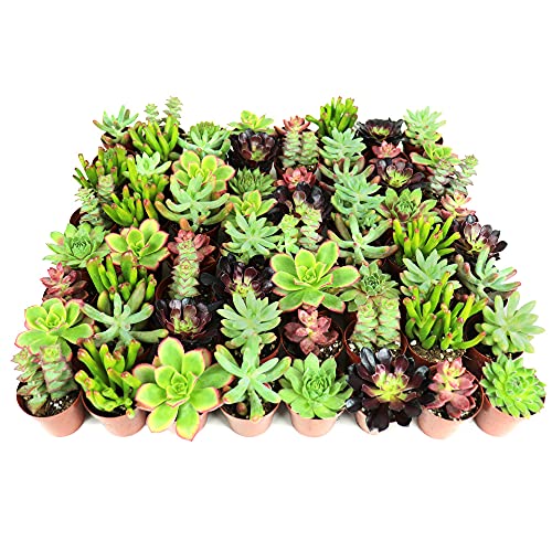 48-Pack Mini Assorted Real Succulents - Randomly Hand Selected 8 Varieties Succulents - Perfect for Fairy Gardening & Wedding Favors - NbuFlowers