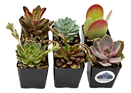 Fat Plants San Diego Premium Succulent Plant Variety Package. Live Indoor Succulents Rooted in Soil in a Plastic Growers Pot (6) - NbuFlowers