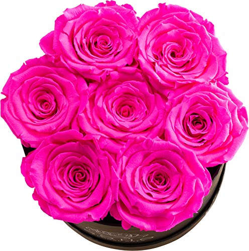 Radiant Pink Roses