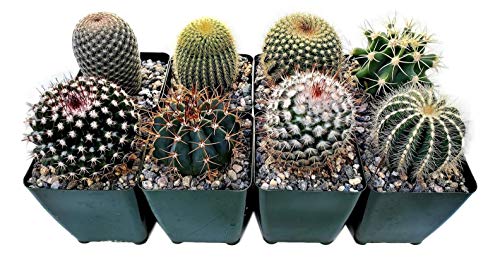 Fat Plants San Diego Cactus Plants. Variety Package of Indoor or Outdoor Cacti Plants for Gardens, Home Decor or Gifts (8) - NbuFlowers