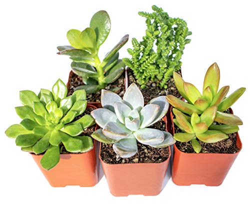 succulent plant pots