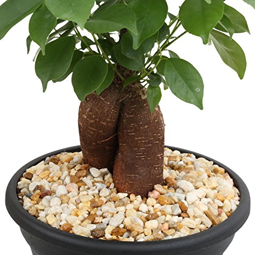 Costa Farms 6BONSAIBOWLFICUS Ficus Bonsai Live Indoor Tabletop Plant, 10 Tall, 6-Inch Plastic Pot - NbuFlowers