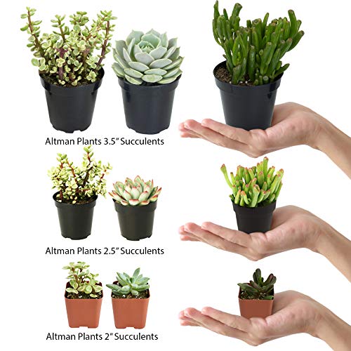 Altman Plants, Beloved Succulent Plants Collection (9 Pack) 3.5" Potted Succulents Plants Live House Plants, Cactus Plants Live Indoor Plants Live Houseplants in Pots with Cacti and Succulent Soil - NbuFlowers