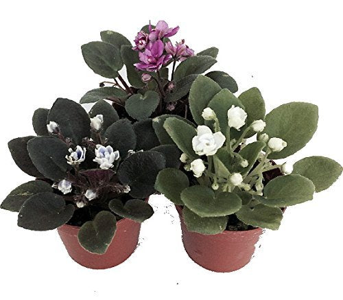 Miniature African Violet - 3 Plants/2" Pot - Great for Terrariums/Fairy Gardens unique from Jmbamboo - NbuFlowers