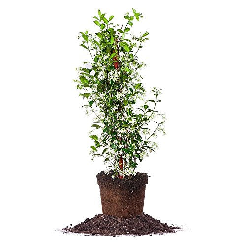 Perfect Plants Confederate Jasmine Live Plant, 3 Gallon, Includes Care Guide - NbuFlowers