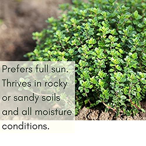 Clovers Garden 2 Live Creeping Lemon Thyme Plants, 3”–5” Tall, Each in a 4” Pot - Herb Plant for Cooking, Kitchen Gardening - NbuFlowers