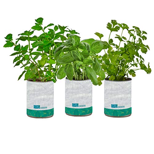 Back to the Roots New Kitchen Garden Complete Herb Kit Variety Pack of Basil, Mint, and Cilantro Seeds - NbuFlowers