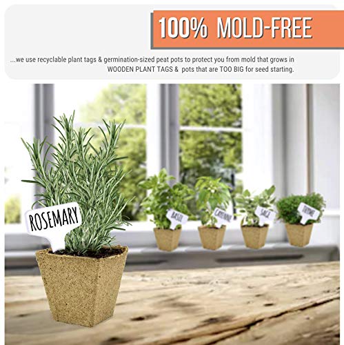 Winter Indoor Garden Kit - Herb Garden Seed Starter Kit for Gardening Indoors | Plant Grow Kit with Sage Rosemary Seeds and Hot Pepper Seeds for Planting | Growing Fresh Kitchen Herbs - By Mr Sprout - NbuFlowers