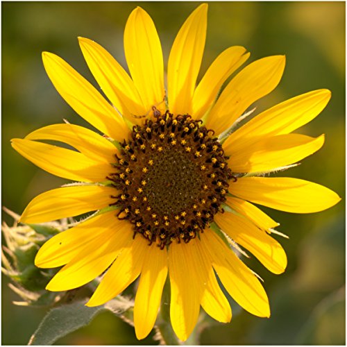 Seed Needs, Bulk Package of 1,000+ Seeds, Sunflower Crazy Mixture 15+ Varieties (Helianthus annuus) Non-GMO - NbuFlowers