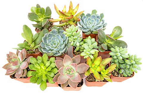 Succulent Plants (12 Pack) Fully Rooted in Planter Pots with Soil | Real Live Potted Succulents / Unique Indoor Cactus Decor by Plants for Pets - NbuFlowers