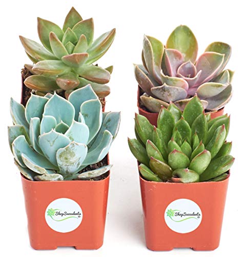 Shop Succulents | Radiant Rosette Collection | Assortment of Hand Selected, Fully Rooted Live Indoor Rose-Shaped Succulent Plants, 4-Pack - NbuFlowers