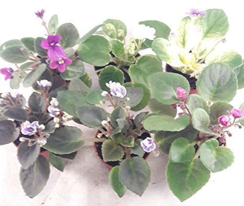 Miniature African Violet - 5 Plants/2" Pot - Great for Terrariums/Fairy Gardens unique from Jmbamboo - NbuFlowers