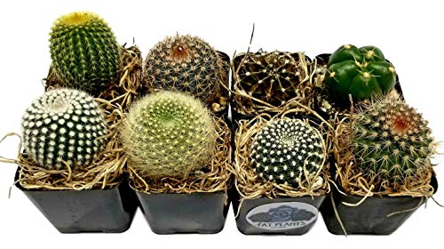 Fat Plants San Diego Mini Cactus Plants in Plastic Planters - NbuFlowers