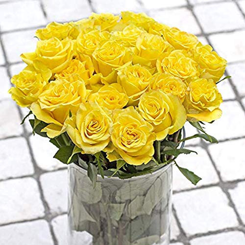 Greenchoice Flowers | 24 Yellow Roses Fresh Cut Flowers | Fresh Bulk Flowers | Birthday Flowers | (2 Dozen) - 20 inch Long Stem Flower Cut Direct from Farm… - NbuFlowers