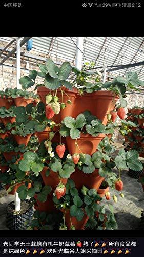 Mr. Stacky 5-Tier Strawberry Planter Pot, 5 Pots - NbuFlowers