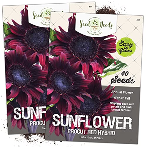 Seed Needs, Procut Red Sunflower (Helianthus annuus) Twin Pack 40 Seeds Each - NbuFlowers