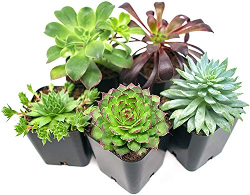 succulent plant pots