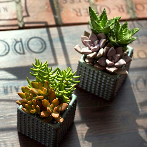 succulent plant pots