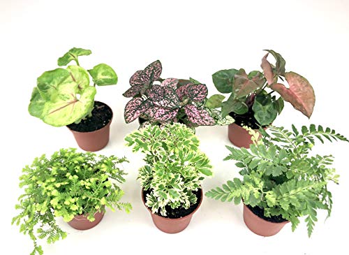 Mini Terrarium Plants (6 Plants) (2" Pots) Fairy Garden Plants Assorted Varieties - NbuFlowers
